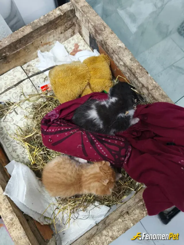 Sokak hayvanı besleme: Onlara evimde bakıyorum her ayn2 Çuval yem alıyorum