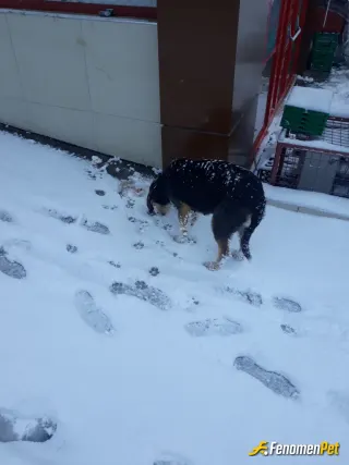 Sokak hayvanı besleme: Köpeklere haşlama kemik verdim