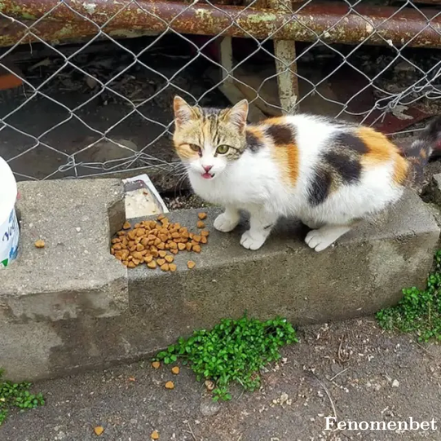 Sokak hayvanı besleme: @fenomenpet bahcedekı kedıye mama