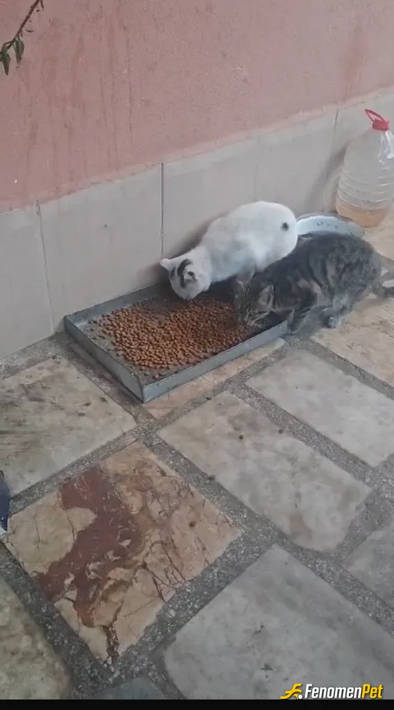 Sokak hayvanı besleme: Fenomenbet Patiler de kazanır!