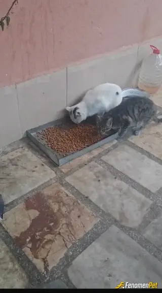 Sokak hayvanı besleme: Fenomenbet Patiler de kazanır!