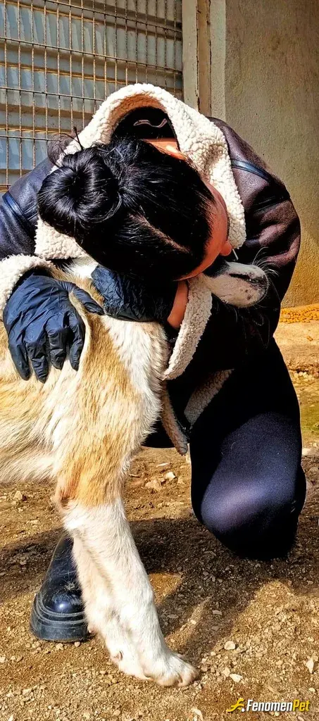 Sokak hayvanı besleme: ♥️