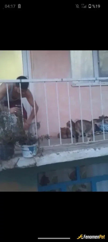 Sokak hayvanı besleme: #Fenomenpet çifte aşk 🥰