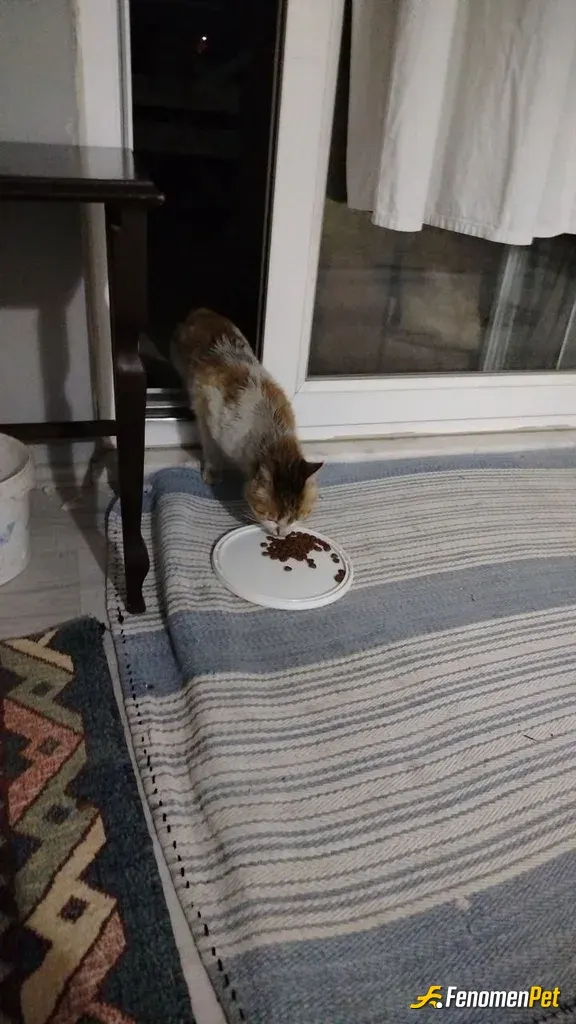 Sokak hayvanı besleme: Sokaktan bir kedi getirdim ve biraz mama alarak besledim yarın veterinere götürüp sahplenceğim