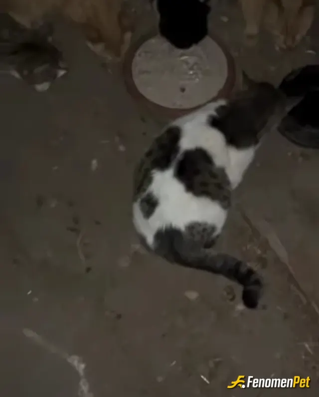 Sokak hayvanı besleme: Sokak hayvanları unutulmamali