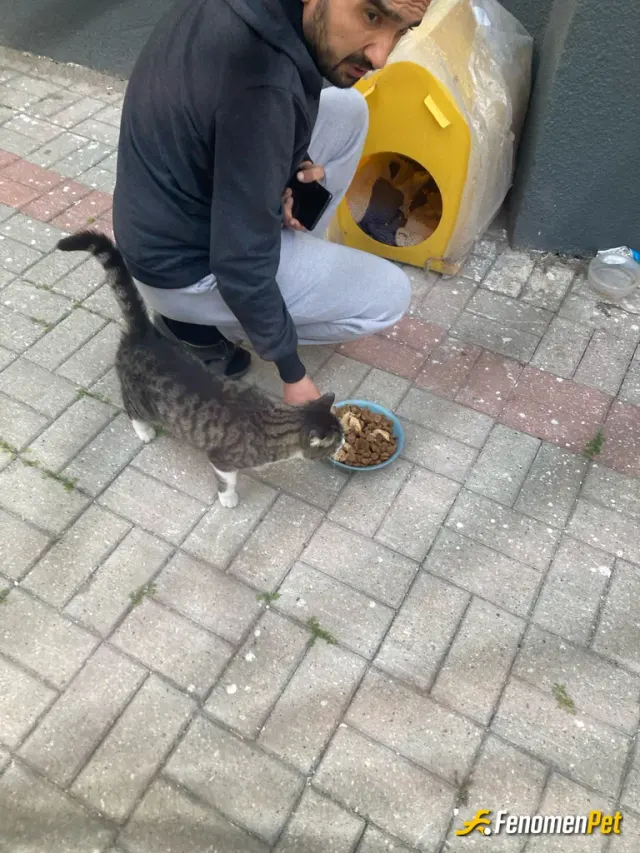 Sokak hayvanı besleme: Evimizin orda güzel Bir kulübe yaptım bitane kocaman bir markette var yaninda çok şükür keyfi yerinde