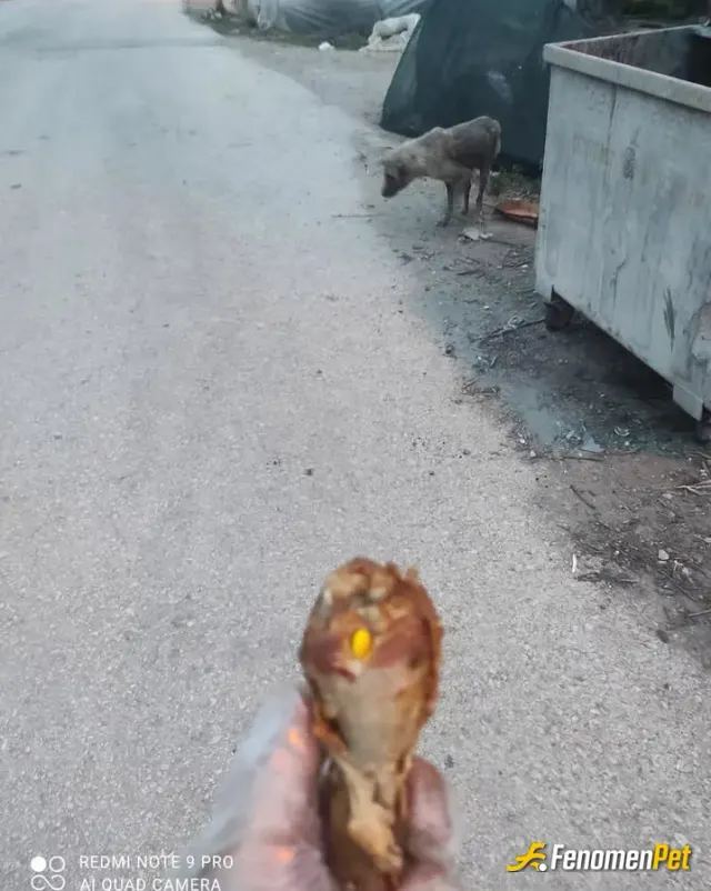 Sokak hayvanı besleme: Elimden geldigince bende besledim..