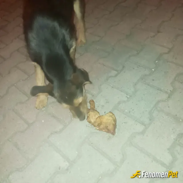 Sokak hayvanı besleme: Evımın onune hep glıyordu zatn hep beslıyprum bunu bn