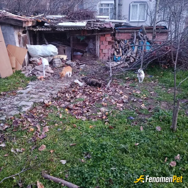 Sokak hayvanı besleme: Sokak kedilerini daima cigernen besliyorum
