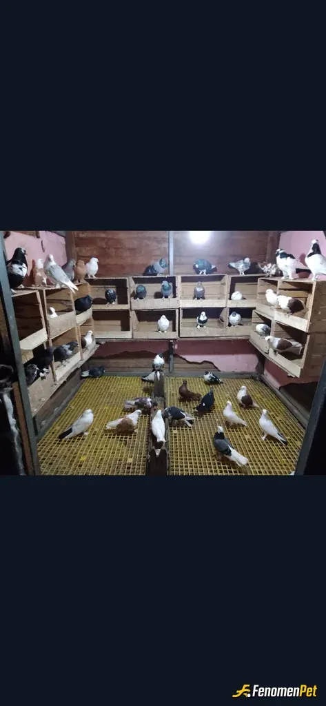 Sokak hayvanı besleme: Güvercinlerim i seviyorum