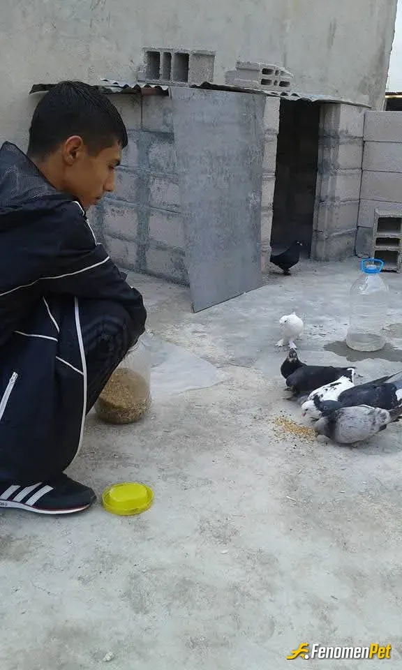 Sokak hayvanı besleme: Kuşları çok seviyorum 
Feyenordd63 kulanıcı adım