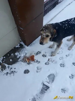 Sokak hayvanı besleme: Soğukta yiyecek arayan köpeğe kemik ve ekmek ile besledim