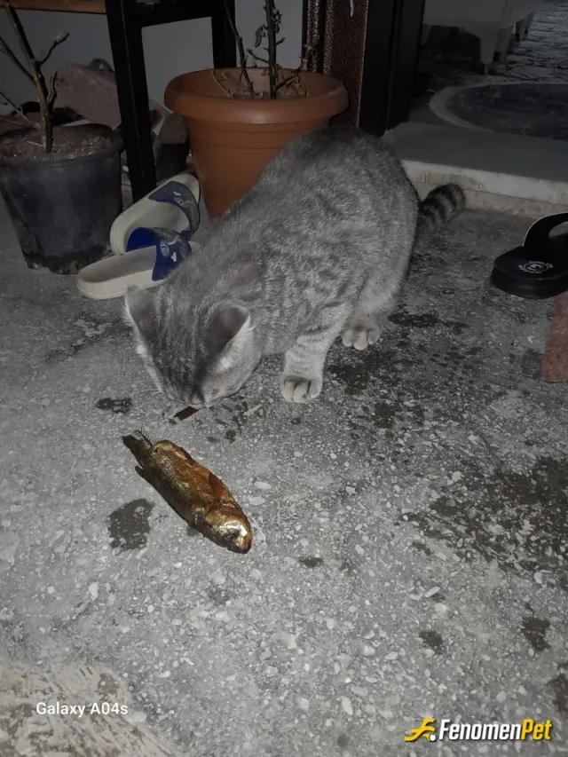 Sokak hayvanı besleme: Canı balık çekmiş bu tatlı kedinin