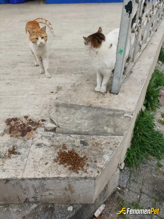 Sokak hayvanı besleme: Sokak hayvanin çok seviyorum