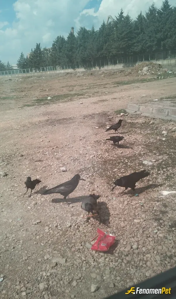 Sokak hayvanı besleme: #Fenomenpet 
Kargadostlarımıza küçük çaplı hediye