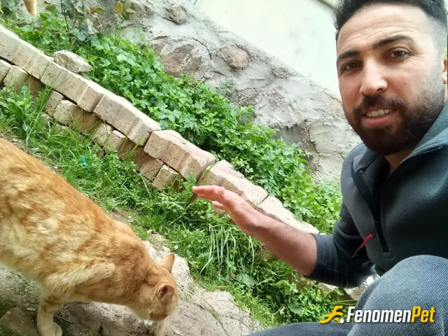 Sokak hayvanı besleme: Hayvanlara bakalım onlarda birer canlı ve dostumuz