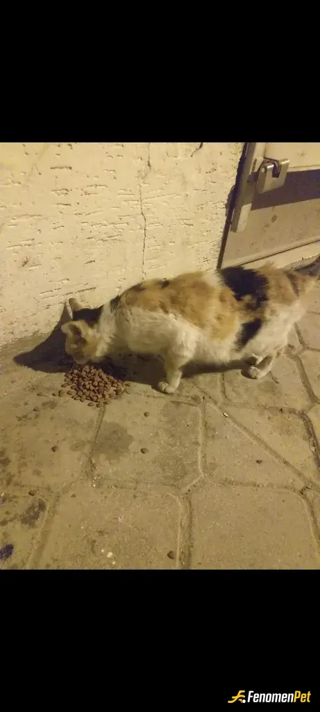 Sokak hayvanı besleme: Elimizden geldiğince kuru mama ile yardım ediyoruz onlar Allah'ın bize emaneti