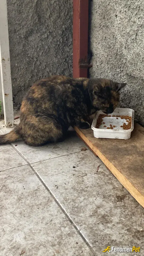 Sokak hayvanı besleme: hergün gelir yemeğini yer