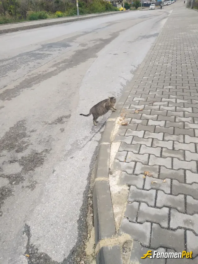 Sokak hayvanı besleme: Sokaktaki esşiz dostlarımız.