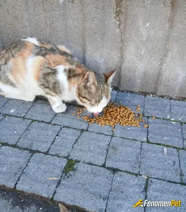 Sokak hayvanı besleme: Her gün bir kap su bir kap mama