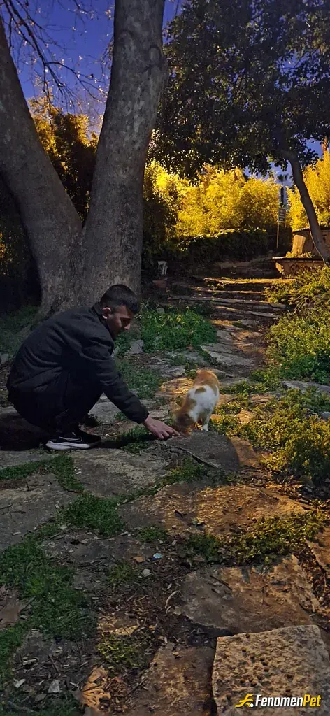 Sokak hayvanı besleme: #Fenomenpet Fenomenbet Pati Dostu