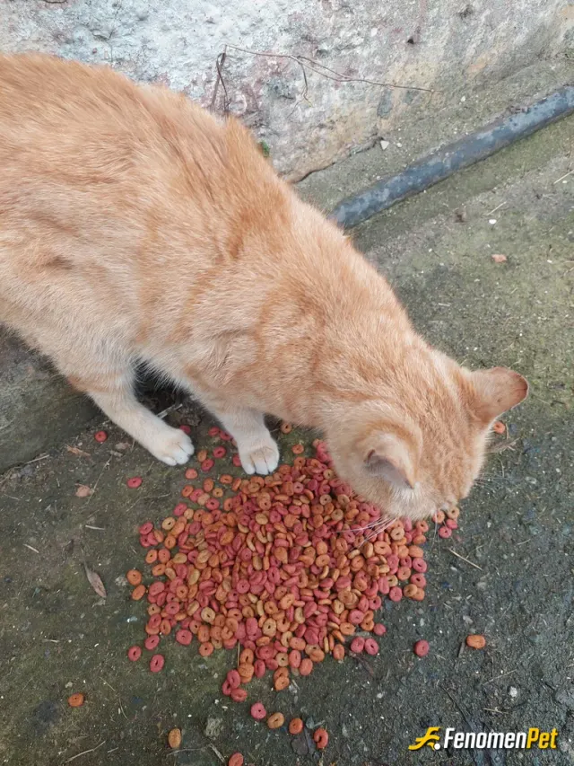 Sokak hayvanı besleme: Bu canlar  benim fenomenlerim..