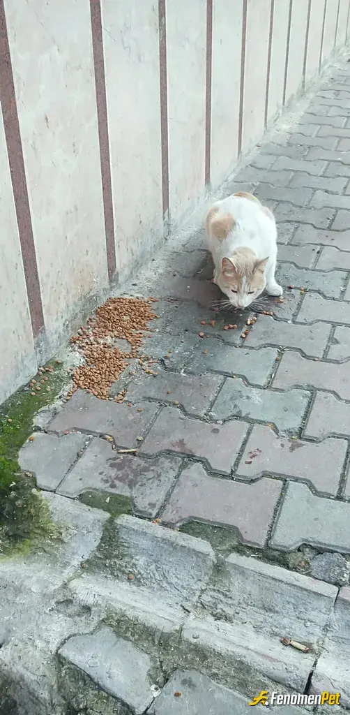 Sokak hayvanı besleme: Sokakta yürürken gördüm besledim