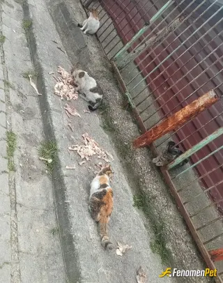 Sokak hayvanı besleme: ❤️❤️
