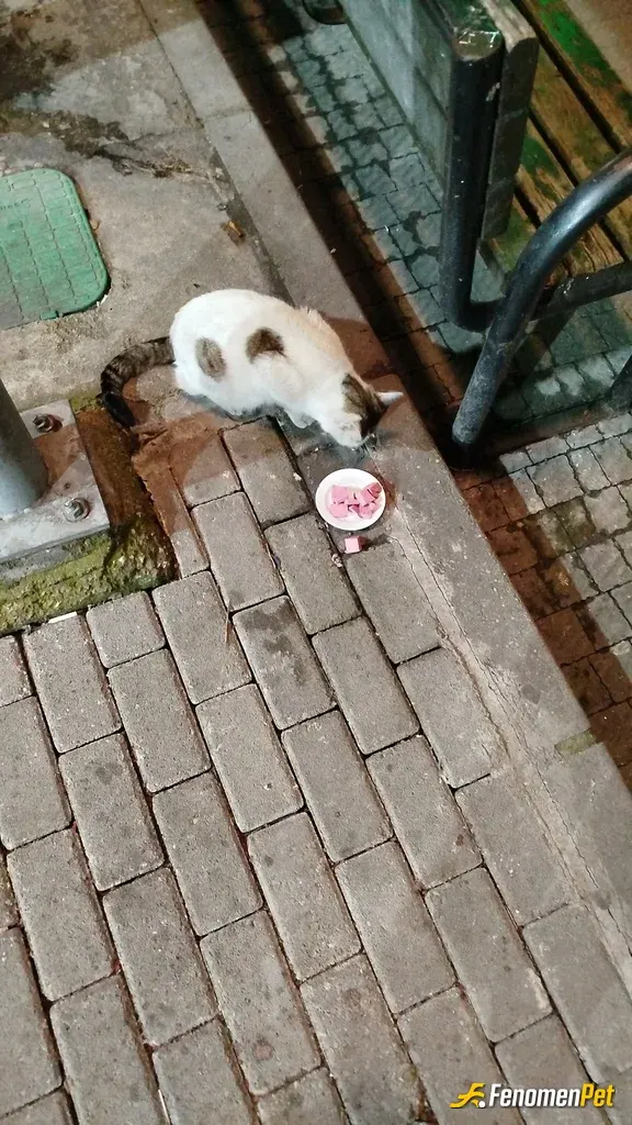 Sokak hayvanı besleme: her sokak hayvanına elimden geldiğince bakarım