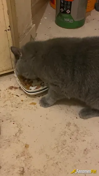 Sokak hayvanı besleme: Sokağa atılmış 🥲