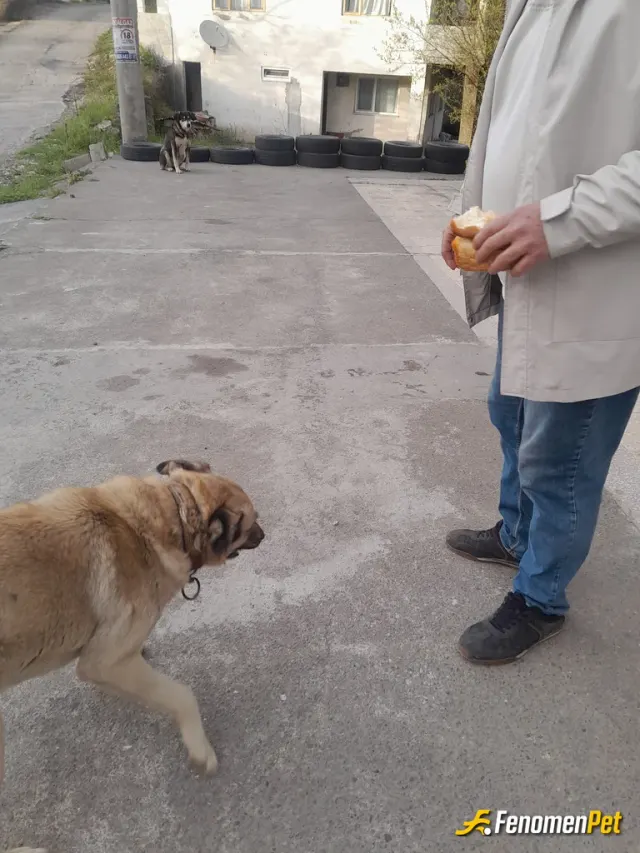 Sokak hayvanı besleme: Ben hergun beslerim