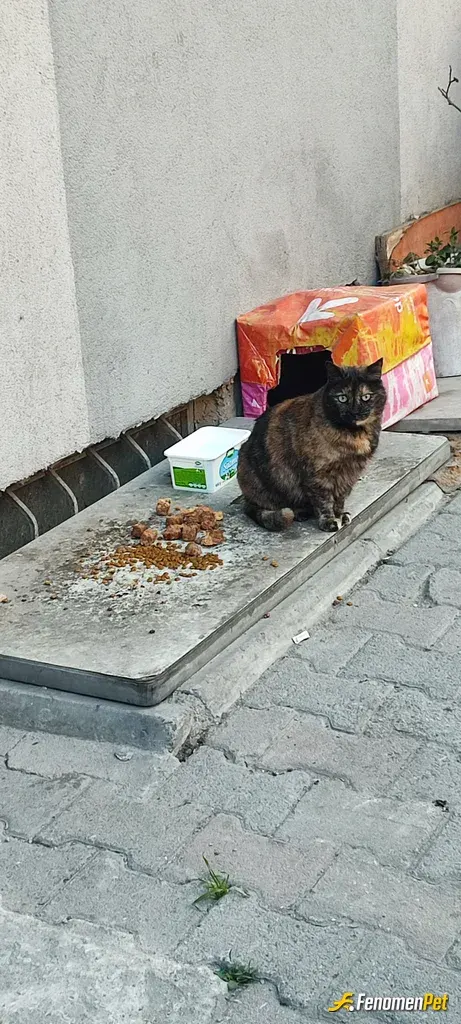 Sokak hayvanı besleme: Fenomenbet Patiler de kazanır
