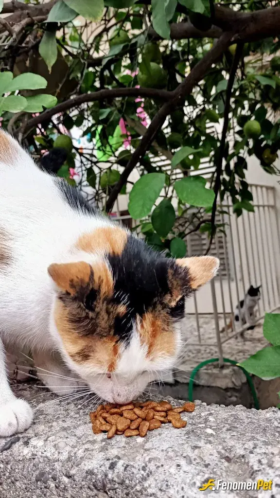 Sokak hayvanı besleme: Cebimde mamasız gezmiyorum :) fenomenpet <3