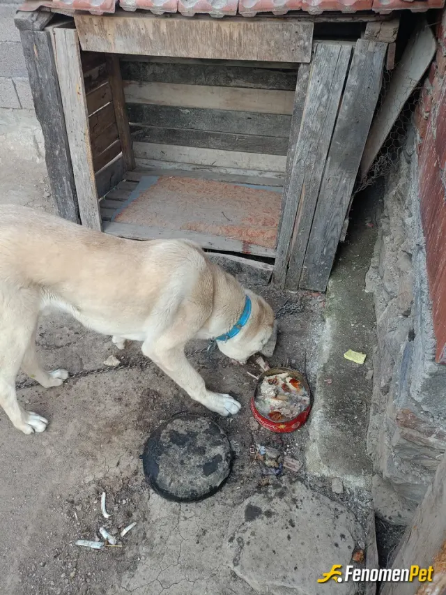 Sokak hayvanı besleme: Sokakta buldum bu köpeği evde evimde bakıyorum
