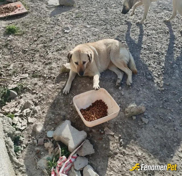 Sokak hayvanı besleme: Son kalan çocuklardan.. Bir iki güne bu canları da ölüme götürecekler.. çaresiz kaldık.. bu kanlı yasa bu rama