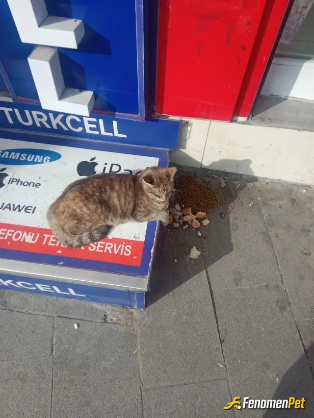 Sokak hayvanı besleme: Ekmek mama verdim