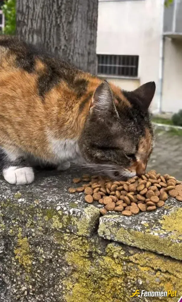 Sokak hayvanı besleme: Fenomenbetpati dostu hamile annemize mama yardımı :)