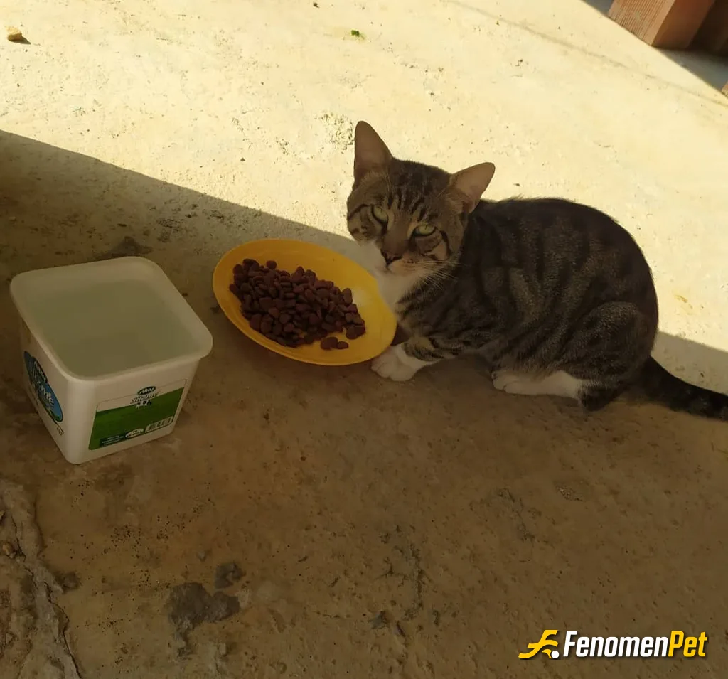 Sokak hayvanı besleme: #fenomenpet ♥️♥️