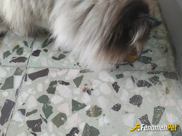 Sokak hayvanı besleme: Evime alıp yaş mama verdim