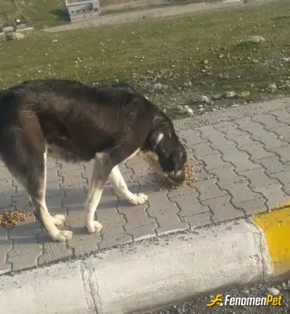 Sokak hayvanı besleme: Üniversite bahçesinde duran sokak hayvanlarını beslemek bizim sorumluluğumuz oldu. Gayette güzel bir sorumluluk.