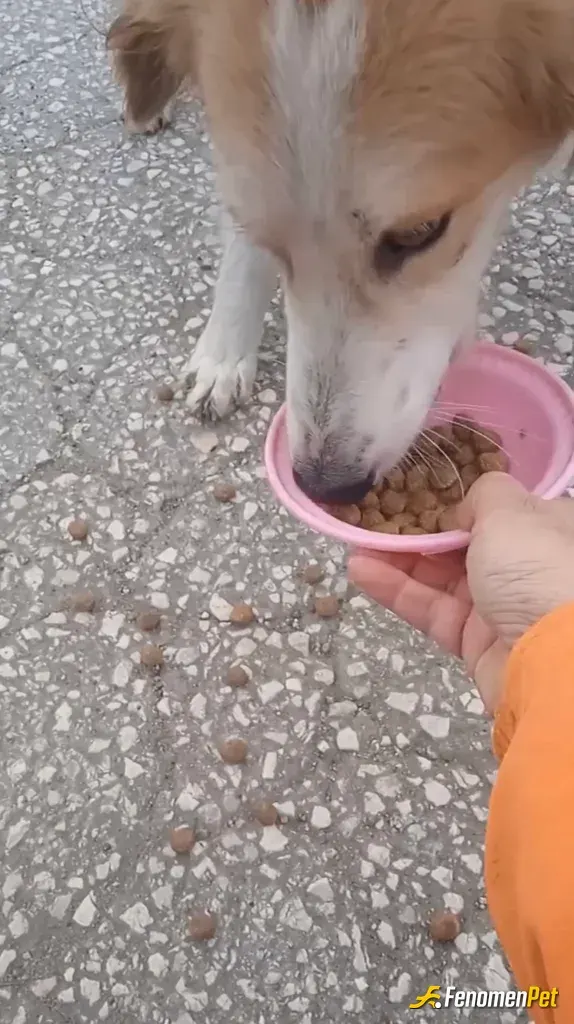 Sokak hayvanı besleme: hayvanları sevmek kendini sevmektir
