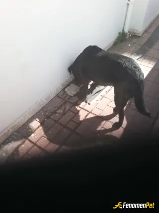 Sokak hayvanı besleme: Kuru mama alıp verdim