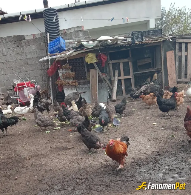 Sokak hayvanı besleme: köyde yaşıyorum tavuk köpek kedi hertürlü hayvan beslerim canlılara sahip cıkalım lütfen