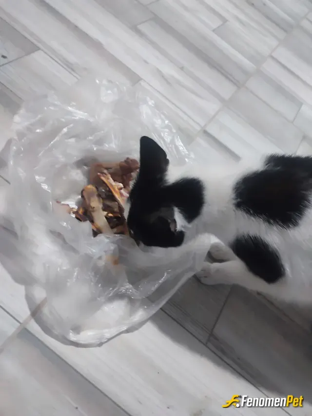 Sokak hayvanı besleme: Fenomenbet Pati Dostu