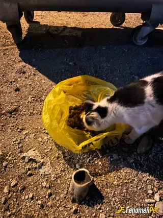 Sokak hayvanı besleme: Hayvanları sevelim