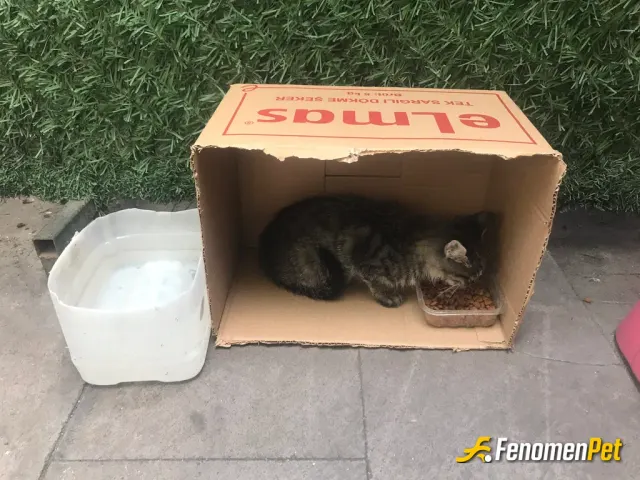 Sokak hayvanı besleme: Dükkanın önündeki kedi otelimiz hergun başka bir misafir ağırlıyoruz