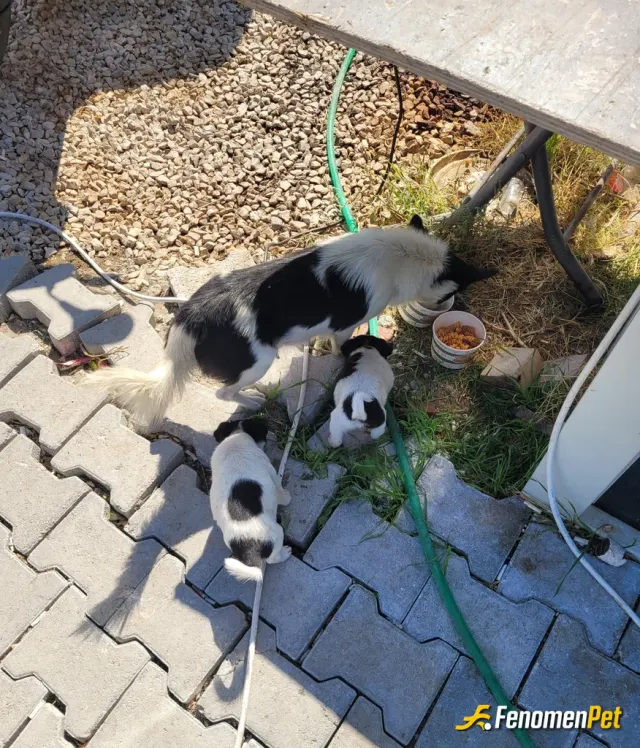 Sokak hayvanı besleme: Anne ve yavrularını düzenli olarak her gün besliyorum.