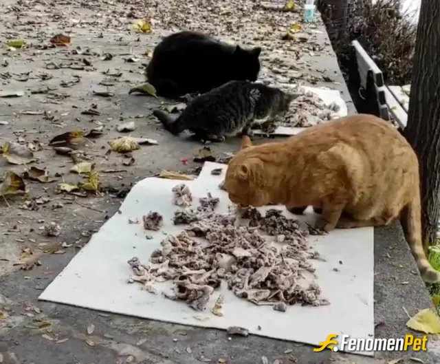 Sokak hayvanı besleme: Onlar Candır
