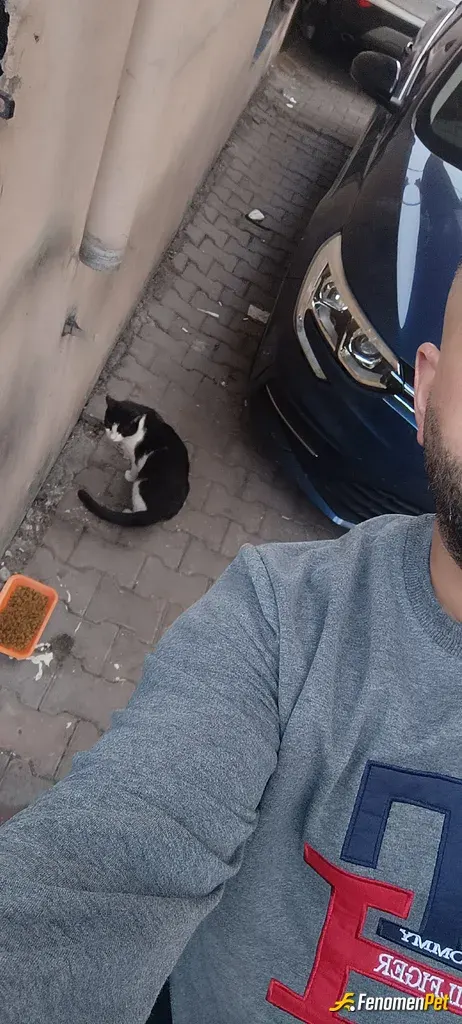 Sokak hayvanı besleme: Hayat sevince güzel FENOMENBET