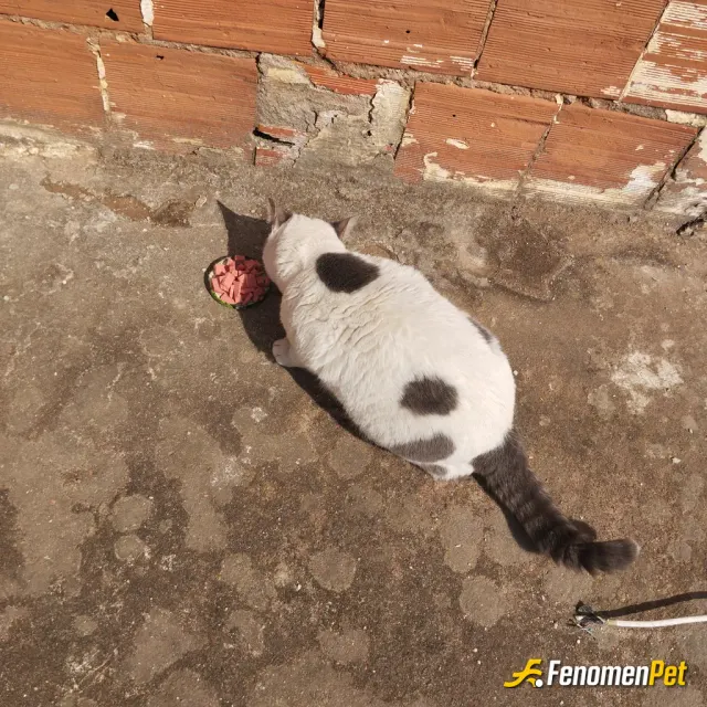 Sokak hayvanı besleme: Her gün evin çatısına gelir  elimden geldiğince düzenli olarak mama veririm sokak takı canlarımıza sahip çıkal